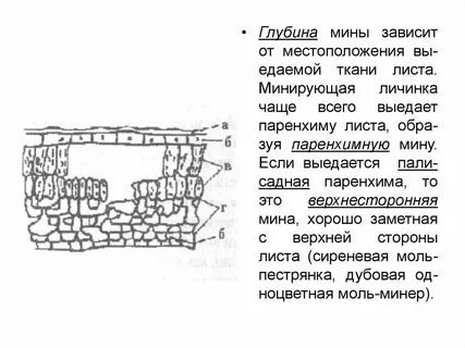 Глубина мина