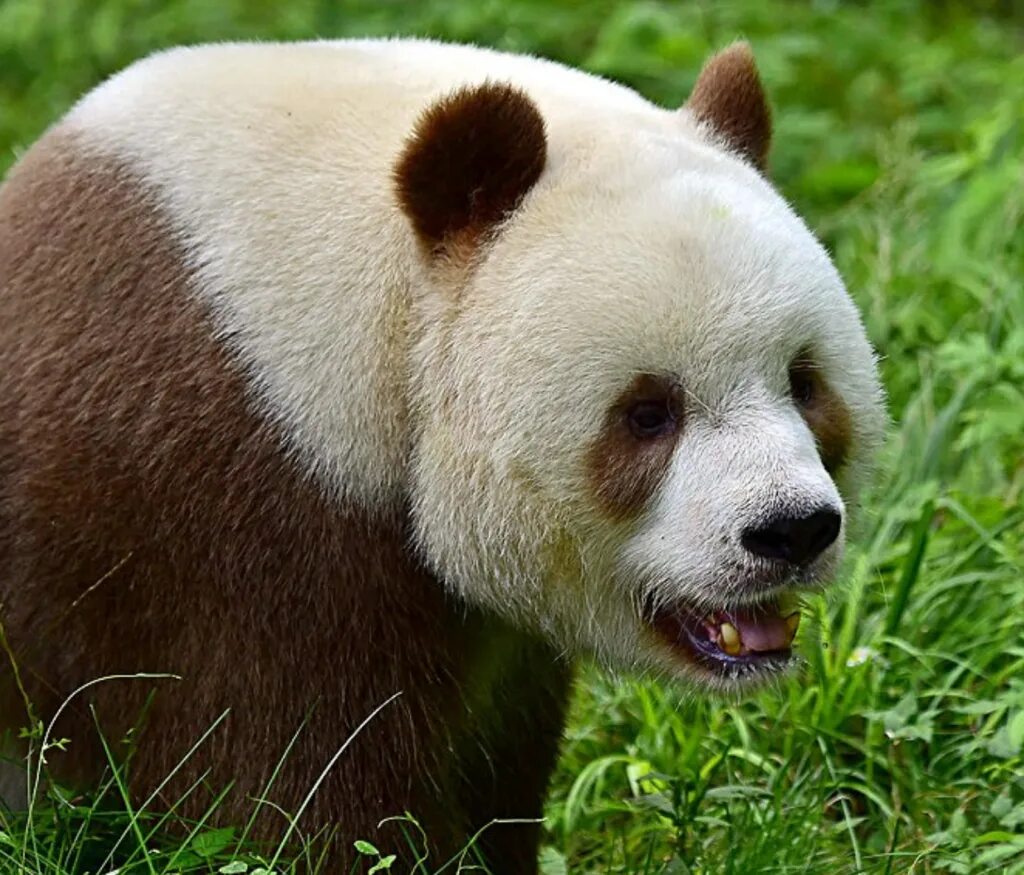 Панда без кругов. Циньлинская Панда. Циньлинская Панда вымерла. Ailuropoda melanoleuca qinlingensis. Панда альбинос.
