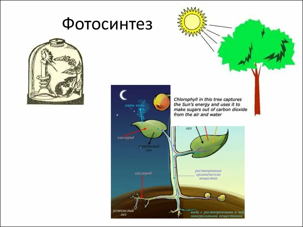 Рисунок фотосинтеза. Фотосинтез. Фотосинтез рисунок. Хлорофилл фотосинтез. Процесс фотосинтеза рисунок.