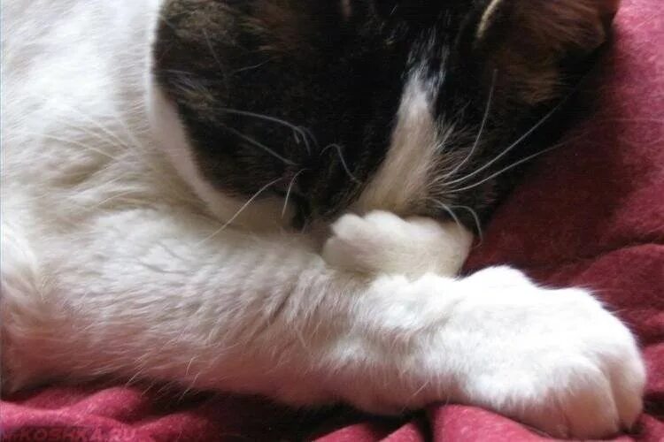 Чем лечить насморк у кота в домашних. Котиков с больными лапками.