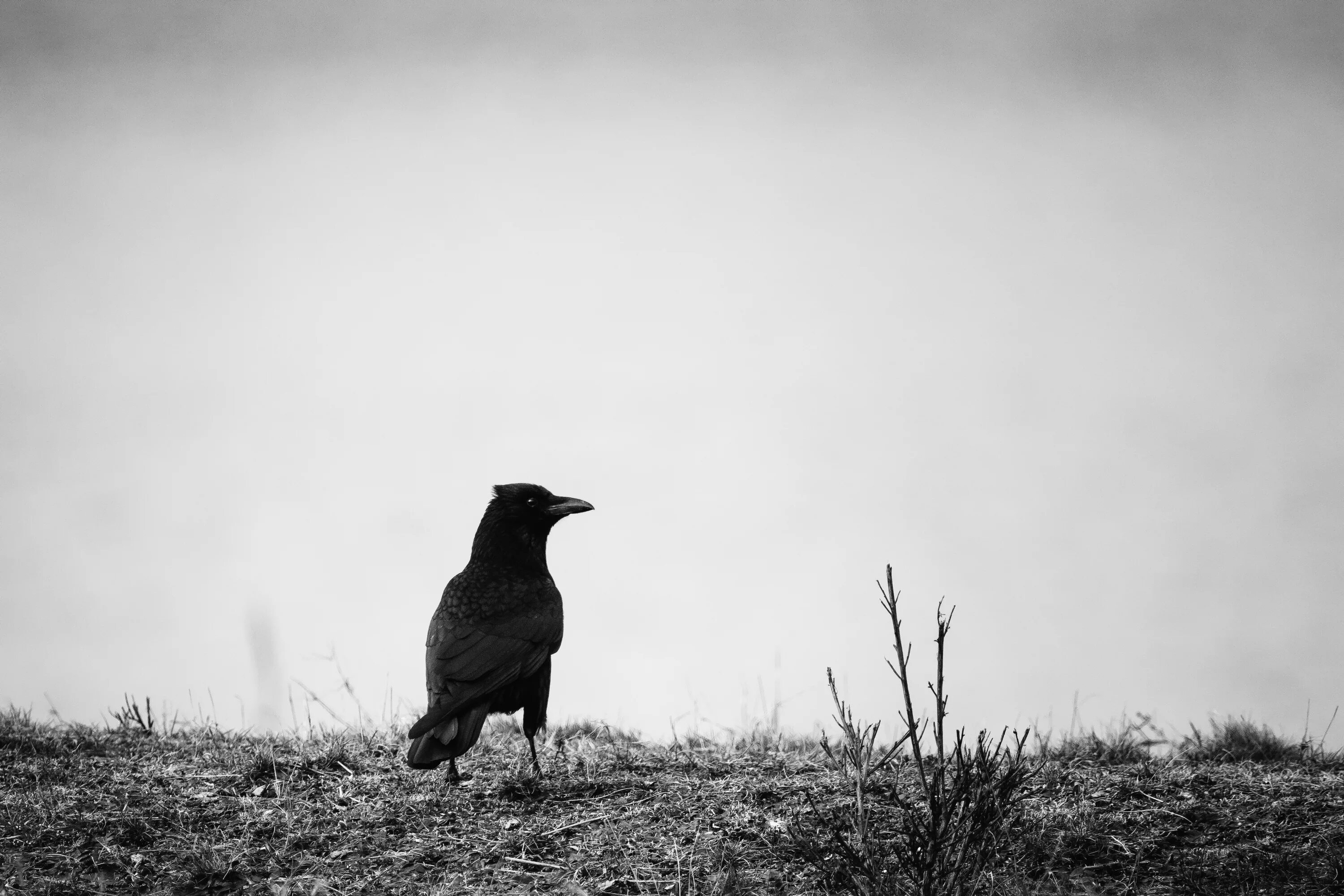 Глупая ворона. Одинокие птицы. Черный ворон. Ворона Минимализм. Черно белая ворона.