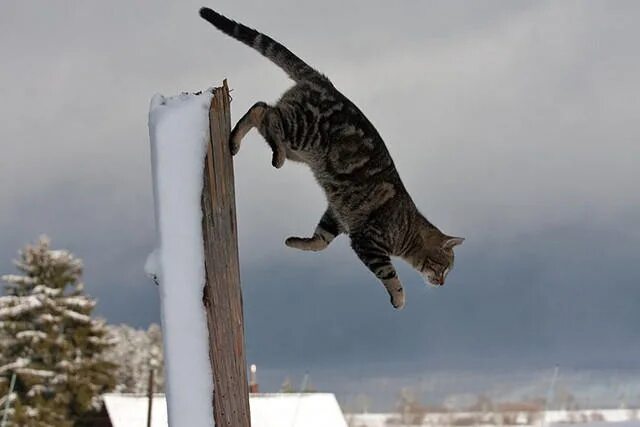 Прыгай я ловлю. Кошка в прыжке. Кошка падает. Кот спрыгивает. Кот спрыгивает вниз.
