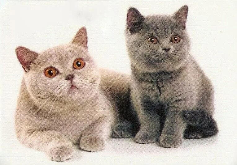 Шотландская британская разница. Британская короткошёрстная кошка котята. Британская короткошёрстная кошка и Шотландская. Британский кот голубой би Bri-3. Британец шотландец кот.