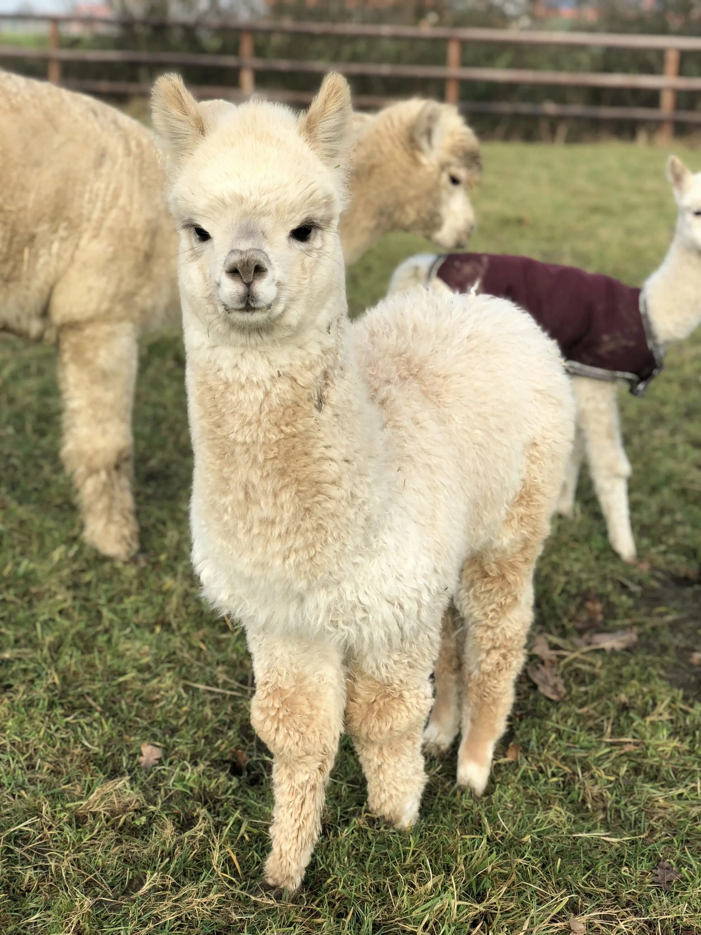 Альпака детеныш. Эль пако лама. Детеныш ламы. Детеныш ламы. Криа альпака.