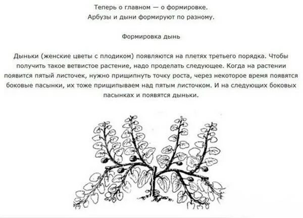 Как прищипывать дыню