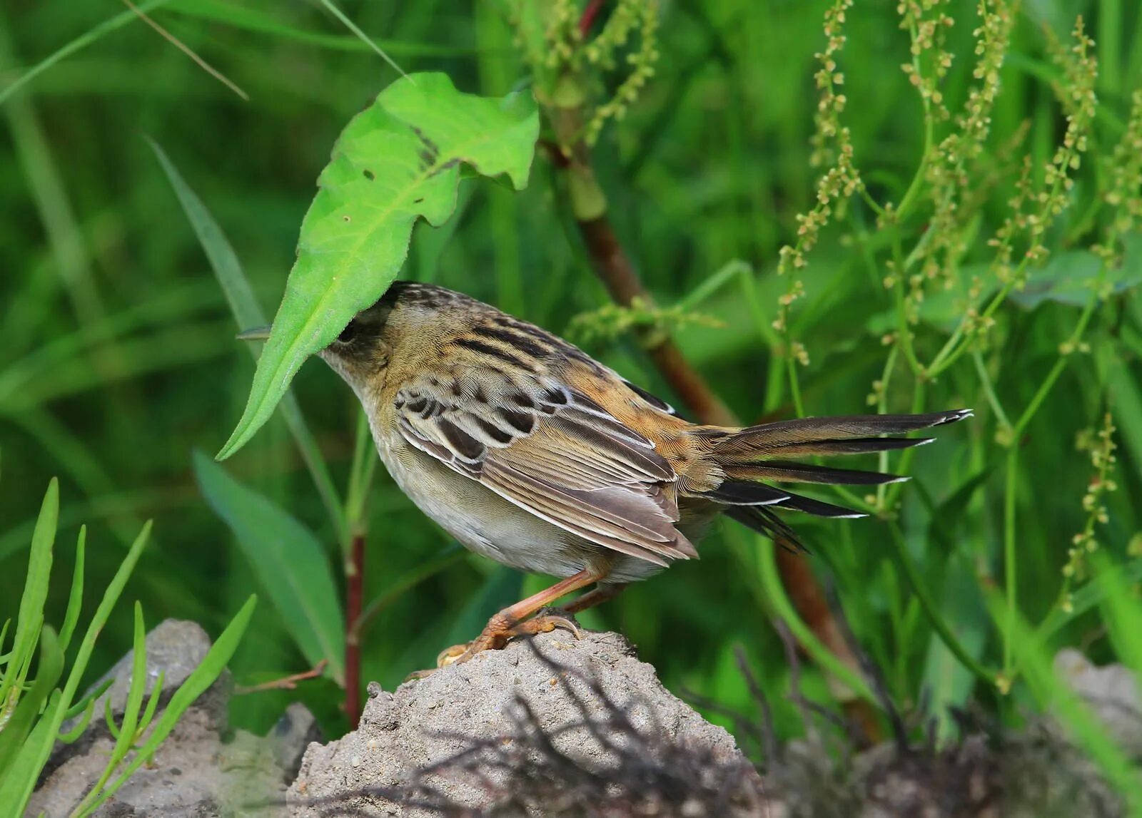 Певчие птицы дальнего востока. Певчие птицы ленинградской области соловей. Певчие певчие птицы крыма. Певчие птицы кемеровской области. Клюв воробья.