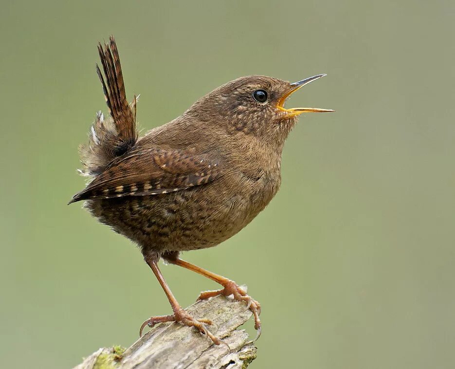 Голоса птиц. Крапивник. Каштановый крапивник. Звучание птиц. Звук bird