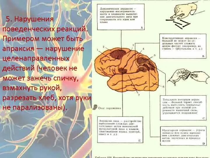 Интегративная функция нервной системы. Интегративная роль центральной нервной системы. Нарушения интегративных функций ЦНС. Пример интегративной функции нервной системы. Нарушения функций центральной нервной системы