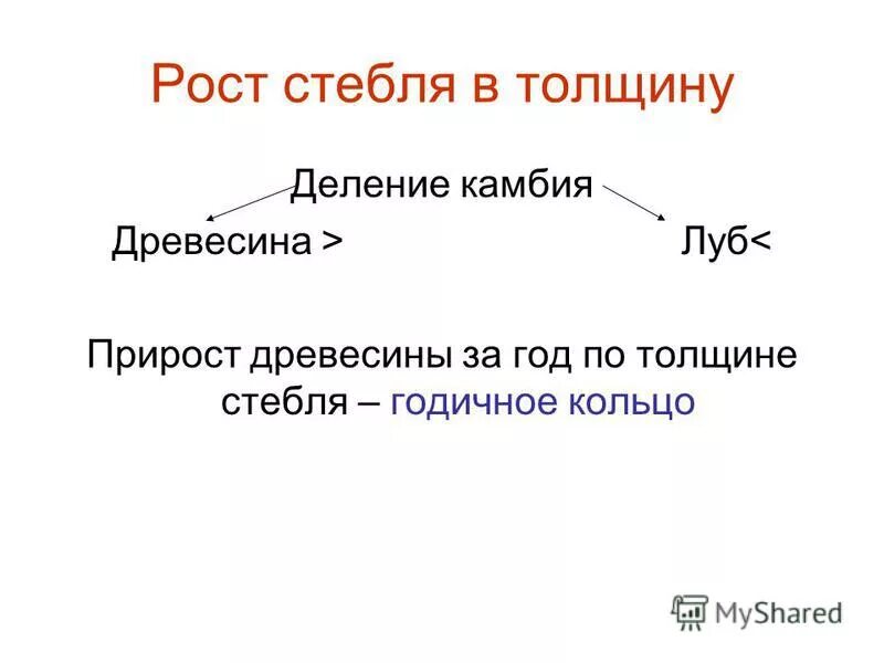 Направление роста стебля таблица Побеги в пространстве