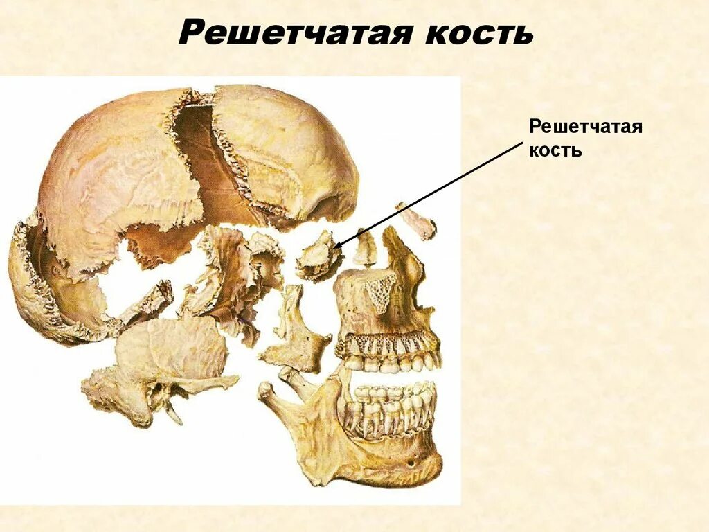 Клиновидная и решетчатая кости черепа. Решетчатая кость черепа анатомия человека. Кости черепа Синельников. Клиновидная и решетчатая кость. Назови кости черепа