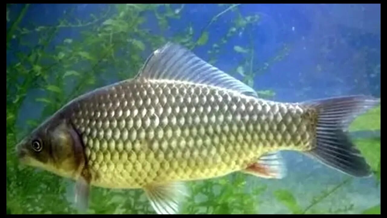 Рыба карась. Серебрянный карась carassius auratus. Карась речная рыба. Карась речной. Карась описание.