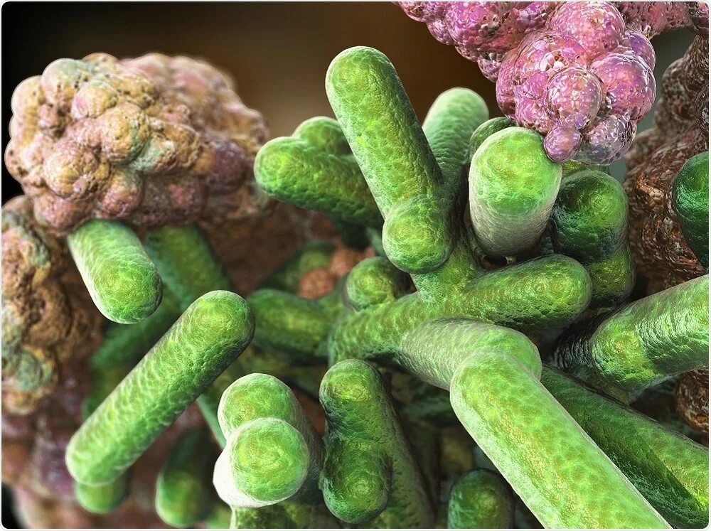 Бактерии микробиота кишечника. Бактерии на коже человека. Микроорганизмы под микроскопом. Микроорганизмы на коже под микроскопом. Бактерии на коже.