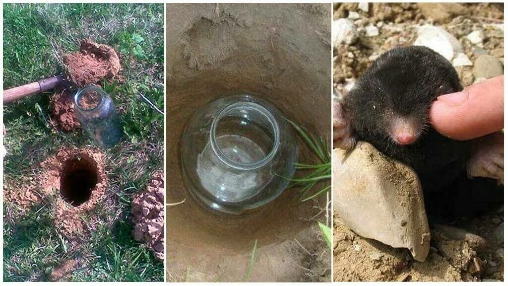 Поймай кротов