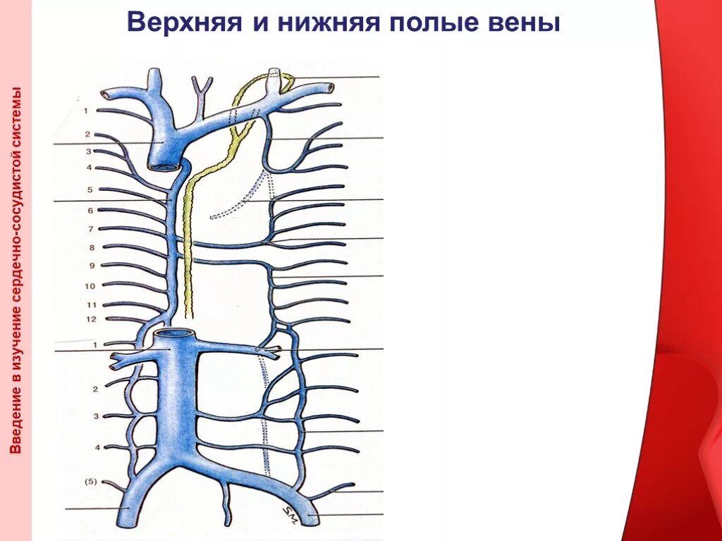 Вены анатомия верхняя полая Вена. Система верхней полой вены система нижней полой вены. Верхняя полая Вена схема. Верхняя и нижняя полая Вена анатомия.