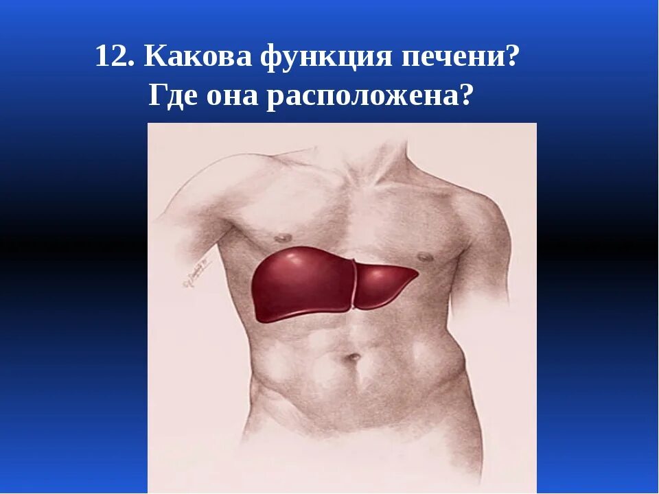 Стороны печени. Где находится печень у человека с какой стороны. где находится печень фото. с какой стороны находится печень у человека фото.