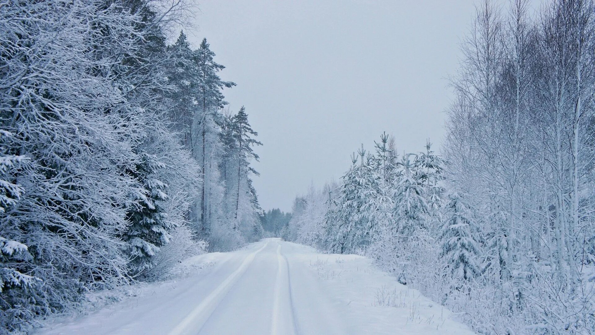Snowfall. Зимняя дорога в лесу. Зима дорога лес. Зима снегопад. Заснеженная дорога в лесу.