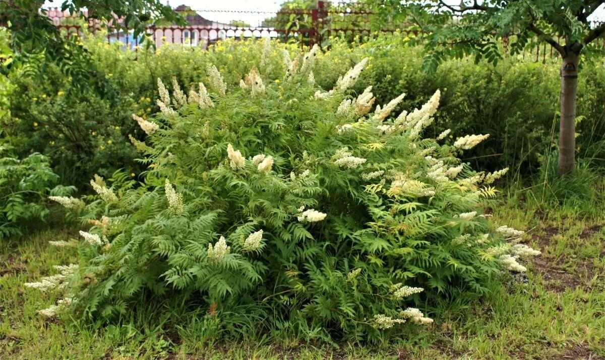 Рябинник рябинолистный (sorbaria sorbifolia). Кустарники рябинник рябинолистный. Рябинник рябинолистный (sorbaria sorbifolia). Рябинник иволистный сэм. Спирея рябинник рябинолистный.