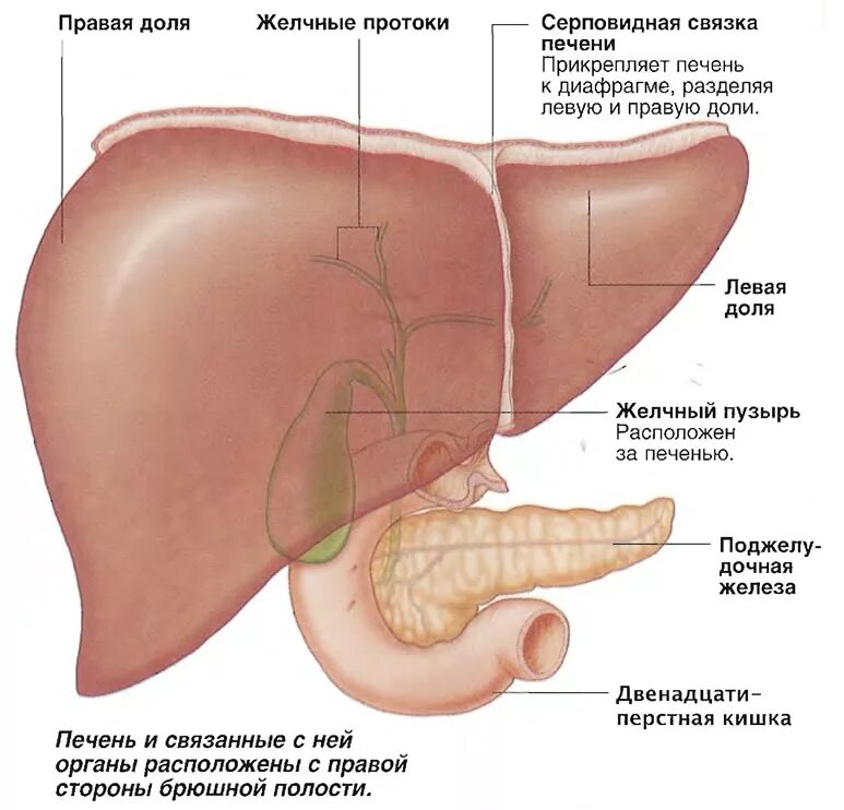 Печень спереди