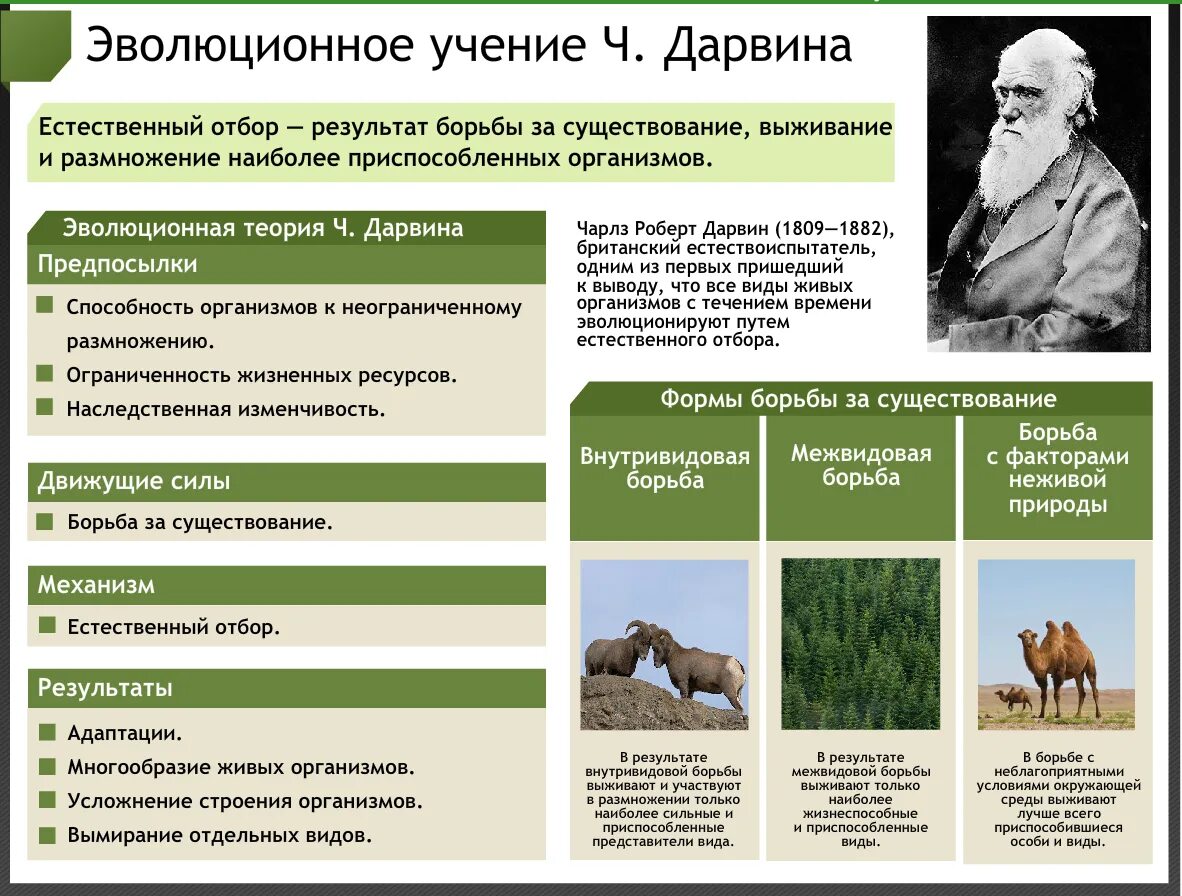 Что является результатом борьбы за существование. Теория естественного отбора Дарвина. Теория Чарльза Дарвина об эволюции таблица. Эволюция ч Дарвина естественный отбор.