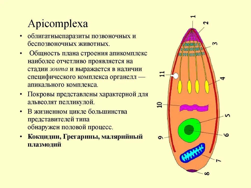 Apicomplexa