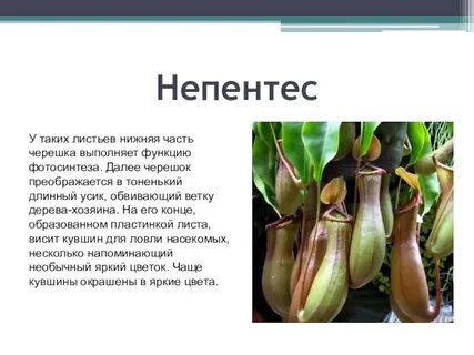 Видоизменение органа листа