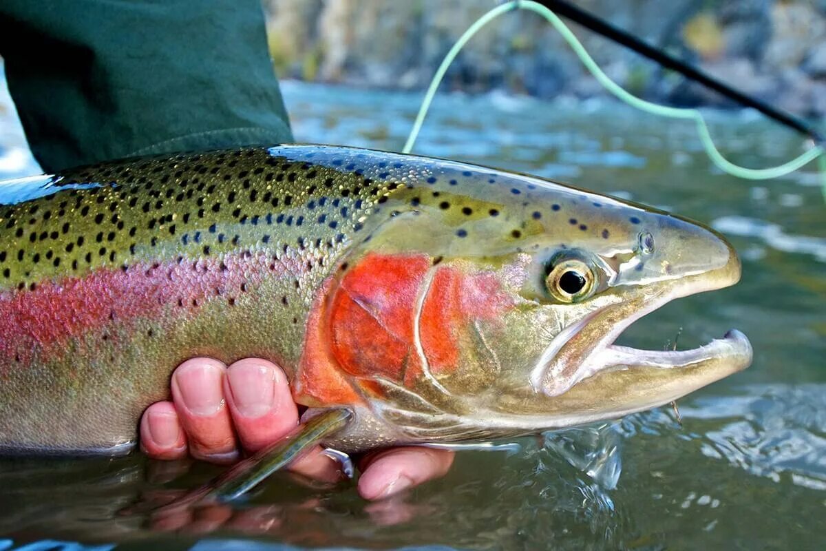 Озерная форель (радужная, кумжа). Радужная форель oncorhynchus mykiss. Форель речная (ручьевая, пеструшка). Пресноводная лососевая рыба. Пресноводная лососевая рыба.