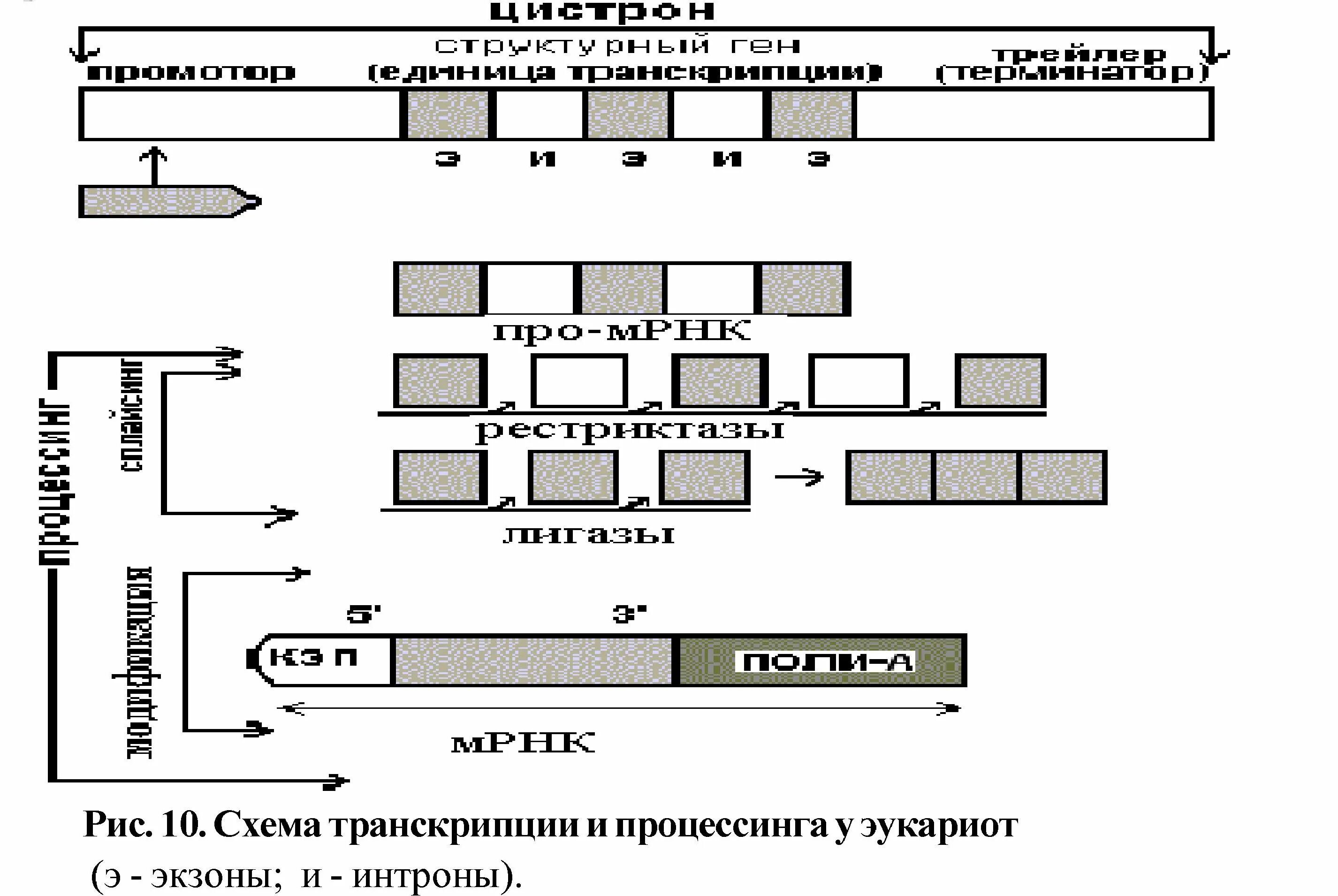 Процессинг у эукариот схема. Интроны и экзоны у прокариот. Этапы транскрипции и процессинга у эукариот. Транскрипция и процессинг у эукариот. Последовательность этапов процессинга