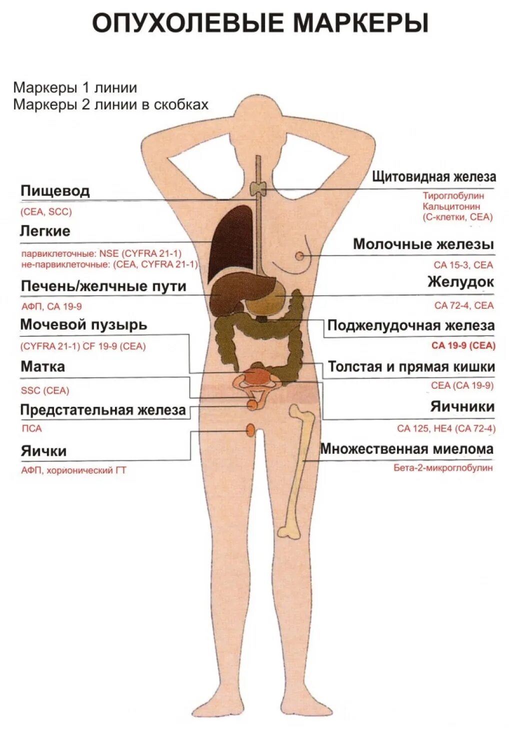 Опухолевые маркеры. Анализ на раковые клетки в организме. Онкомаркеры в онкологии. Анализ маркеры на онкологию.