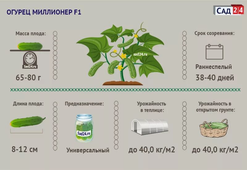 На какой день появляются огурцы. Огурцы миллионер f1 всходы. Огурцы срок созревания. Срок созревания огурцов. Время созревания огурцов.