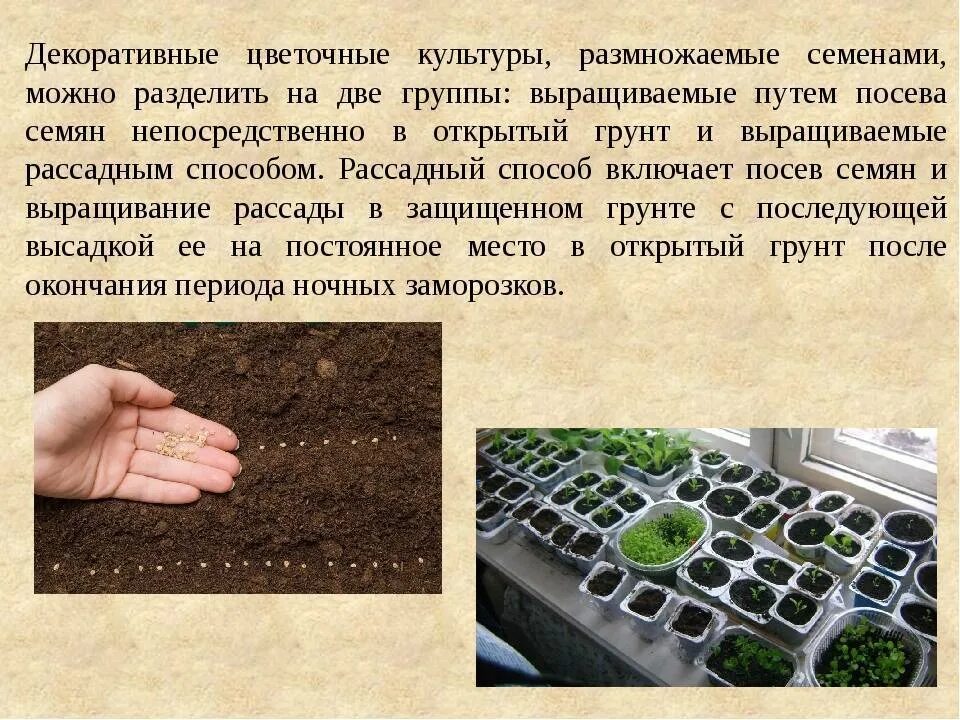 Выращивание цветочных культур это. Теплица цветы. Сельское хозяйство теплицы. Выращивание цветочно декоративных культур в открытом грунте. Саженцы декоративных растений.