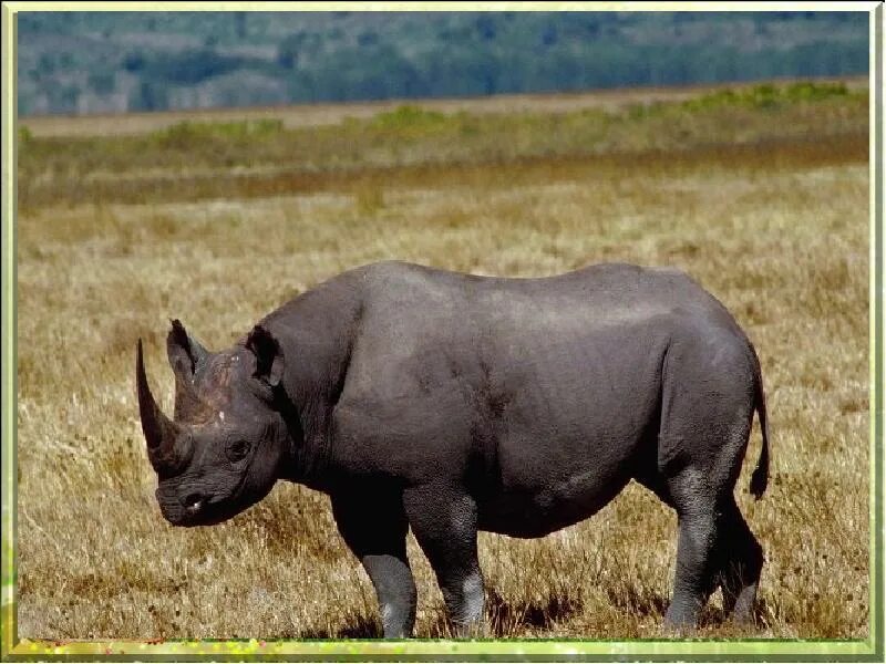 Носорог. Носорог на английском. Африканский черный носорог. Носорог носорог.
