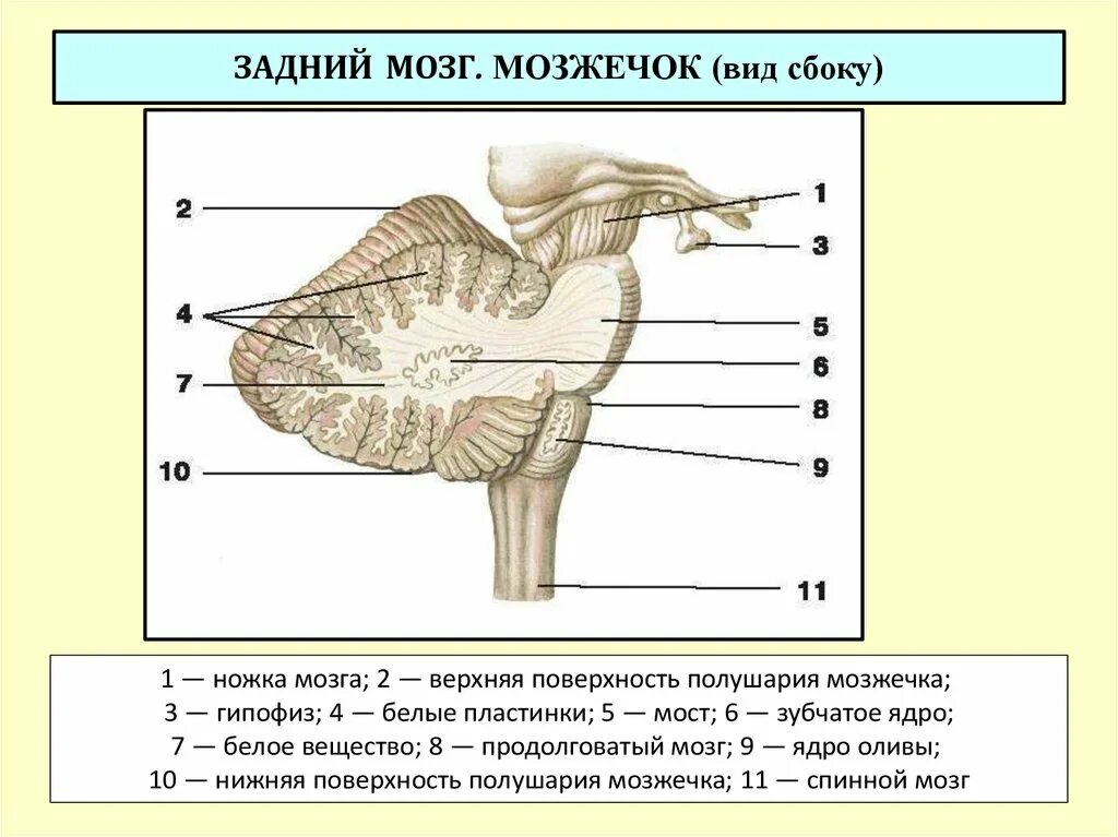 Задний мозг мост и мозжечок. Задний мозг мозжечок строение. Задний мозг мост и мозжечок строение и функции. Мост мозга состоит из