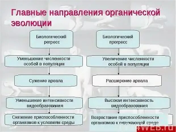 Главные направления эволюции животных таблица. Направления органической эволюции. направления и пути эволюционного процесса. главные пути эволюции таблица. главные направления органической эволюции.
