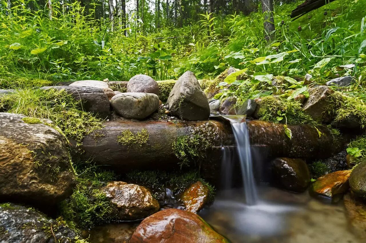 Растительный источник воды