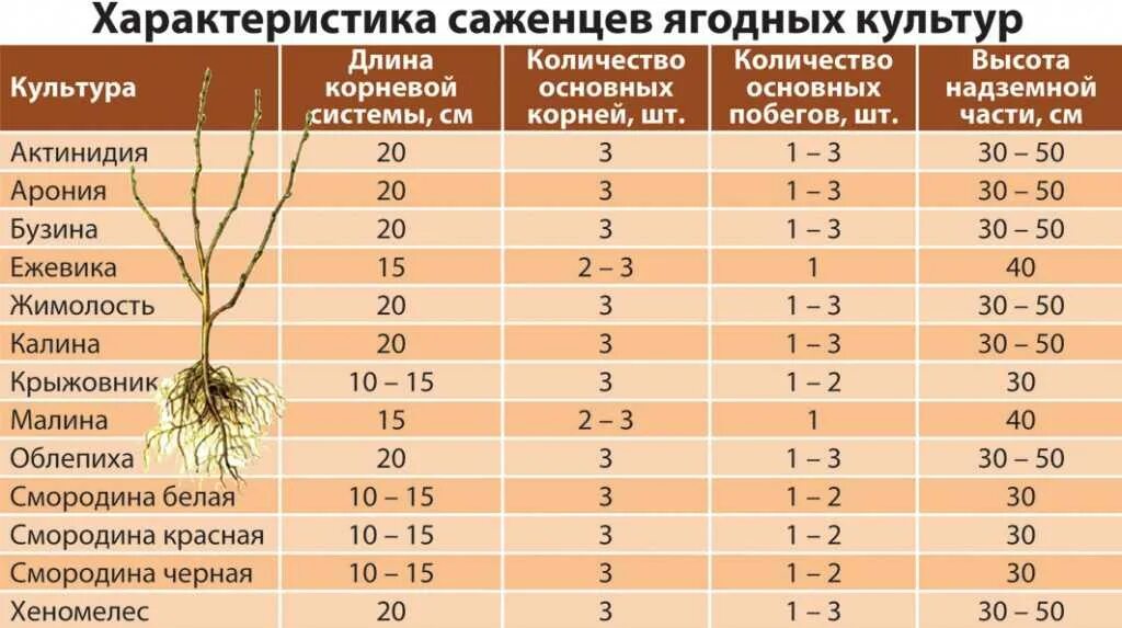 Корневой диаметр. Высота посадочного материала. Корневая система облепихи глубина. Размеры корневой системы плодовых деревьев. Ширина для посадки деревьев.