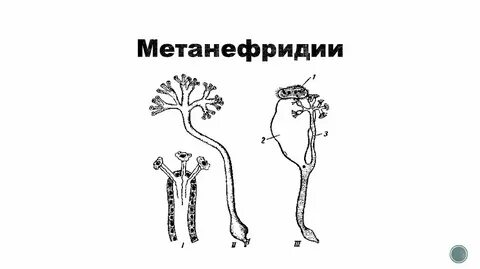Что такое нефридии в биологии