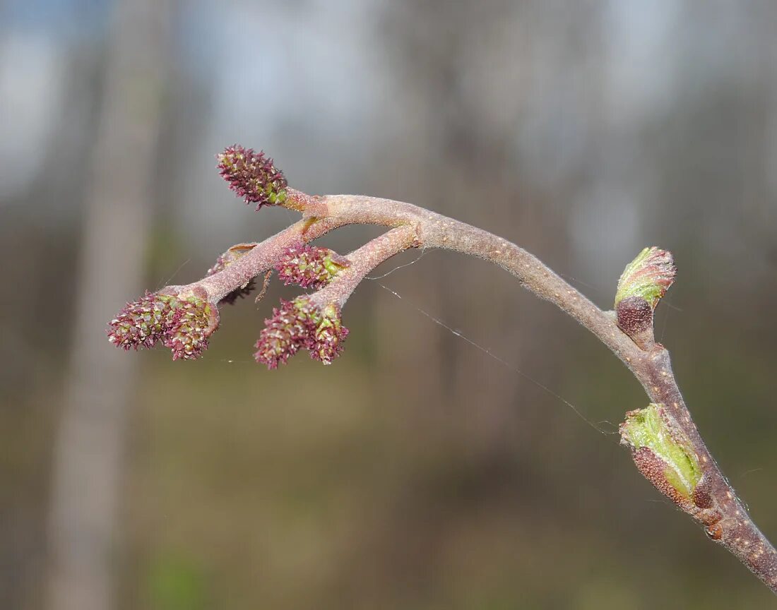 Alnus incana. Alnus incana почки. Ольха серая Alnus incana. Бруньки ольхи. Из какой почки появляется соцветие