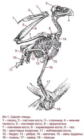 Что такое вилочка у птиц. Скелет задней конечности голубя. Строение лап птиц скелет. Строение птицы цевка. Скелет конечности птиц строение.