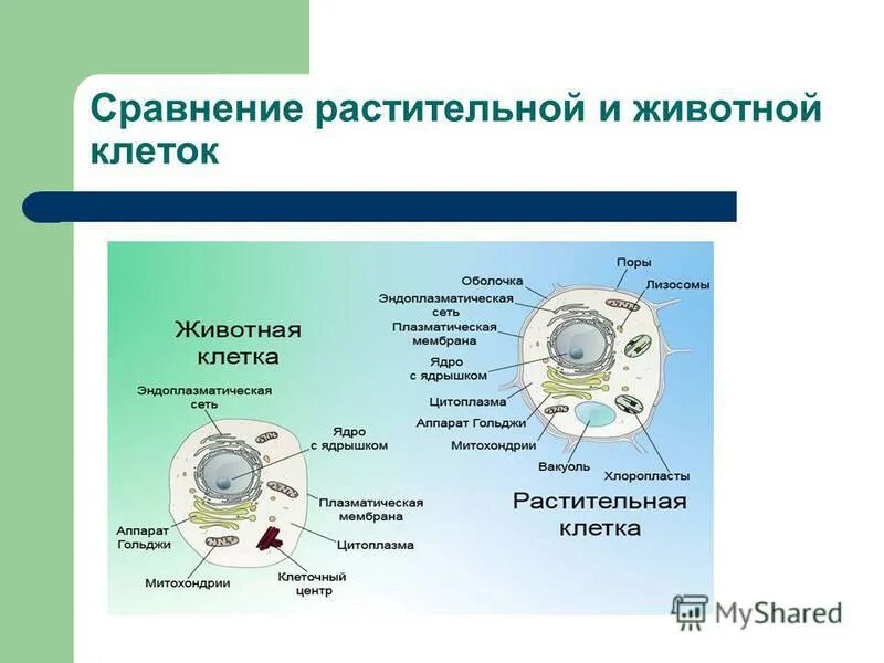 Растительная клетка сходства и различия