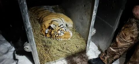 Тигр новости