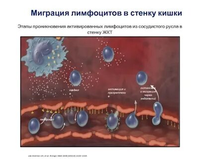 Повышенная проницаемость кишечника