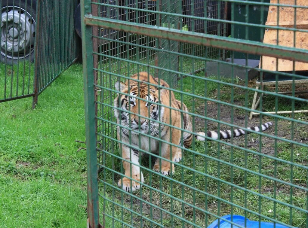 Animal in Cage. Cages with animals. Cage for animals.