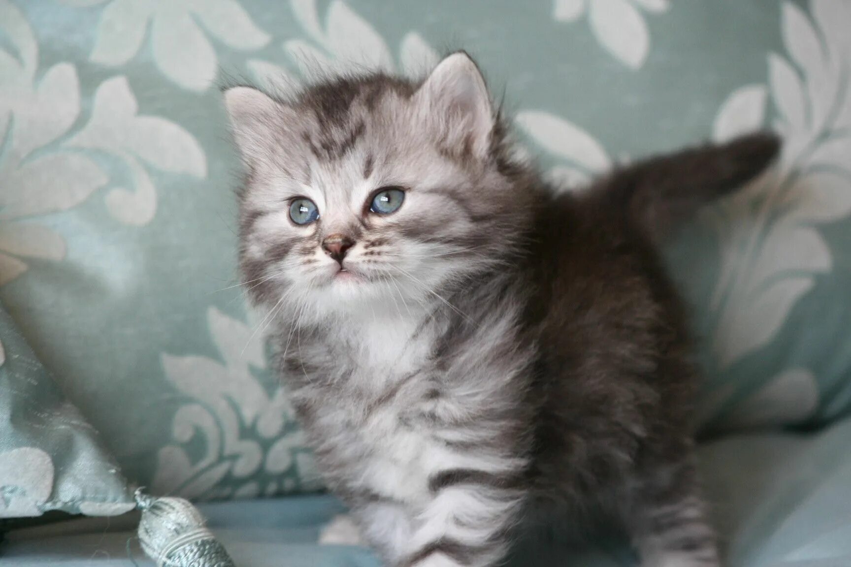 Серый котенок купить. Сибирские котята. Сибирская кошка серая котенок. Голубой табби Сибирский котенок. Сибирская кошка серый табби.