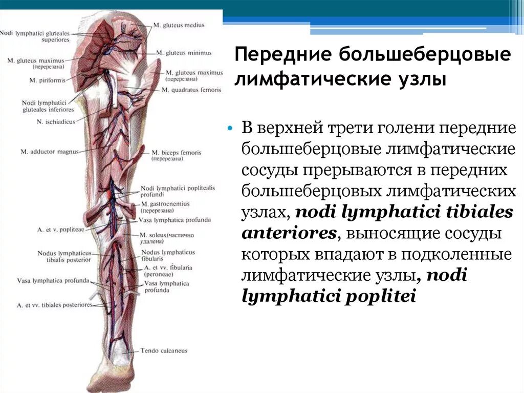 Лимфатические узлы нижних конечностей схема. Лимфоузел под коленом схема. Лимфатические сосуды нижних конечностей анатомия. Подколенные лимфатические узлы. Лимфоузлы на ногах где