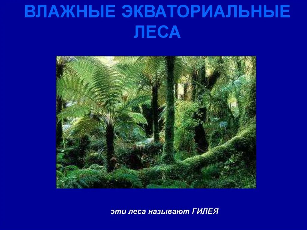 Растения и животные природной зоны экваториальные леса