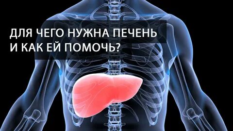 Видео печени человека