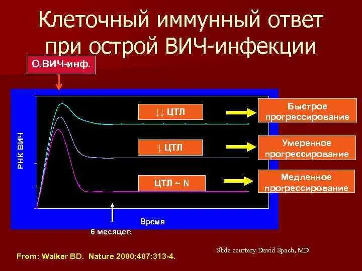 Схема иммунного ответа на ВИЧ. Первичный иммунный ответ при ВИЧ. Схема первичного иммунного ответа при ВИЧ инфекции. ВИЧ инфекция лекция. Количество иммунных клеток