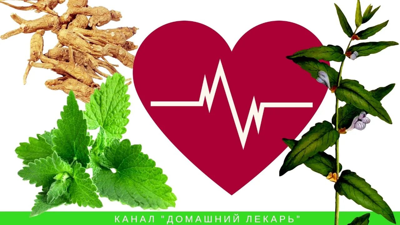 Какая трава снижает пульс. Травы снижающие пульс. трава понижающие сердцебиение. травы для сердца при тахикардии.