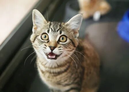 Кошечку слушать