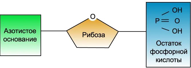 Схема азотистое основание рибоза остаток фосфорной кислоты. Азотистое основание рибоза остаток фосфорной кислоты. Азотистое основание рибоза остаток фосфорной. Азотистое основание остаток фосфорной кислоты и.